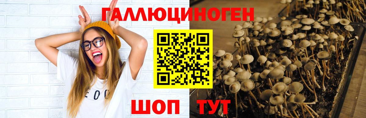 где найти наркотики  Псилоцибиновые грибы мицелий  Вход с VPN  Грозный 